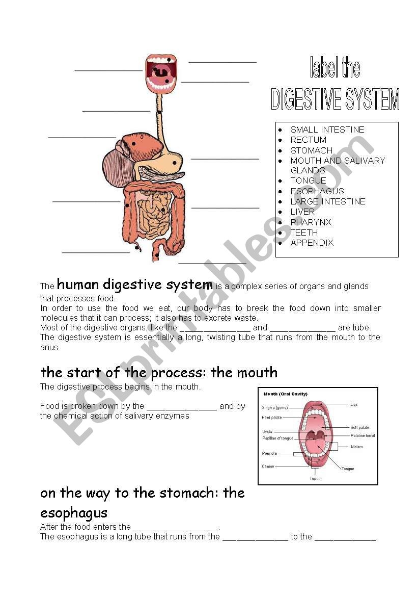 Human Digestive System ESL Worksheet By Carcarla Human Digestive System ESL Worksheet By Carcarla