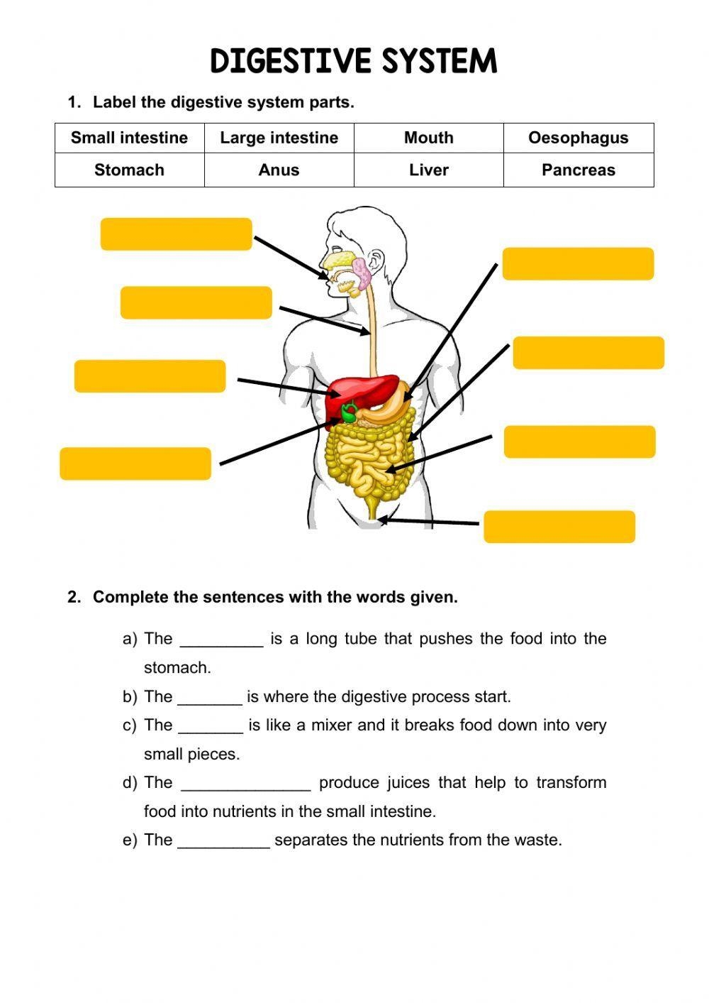 Human Digestive System Worksheets 2023 Grade 7 ETutorWorld Worksheets Library Human Digestive System Worksheets 2023 Grade 7 ETutorWorld Worksheets Library