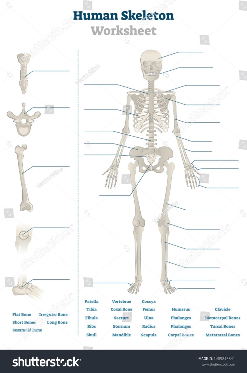 Human Skeleton Worksheet Vector Illustration Blank Stock Vector Royalty Free 1489813841 Shutterstock