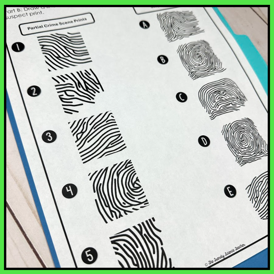Identifying Fingerprint Patterns Worksheet The Trendy Science Teacher Identifying Fingerprint Patterns Worksheet The Trendy Science Teacher