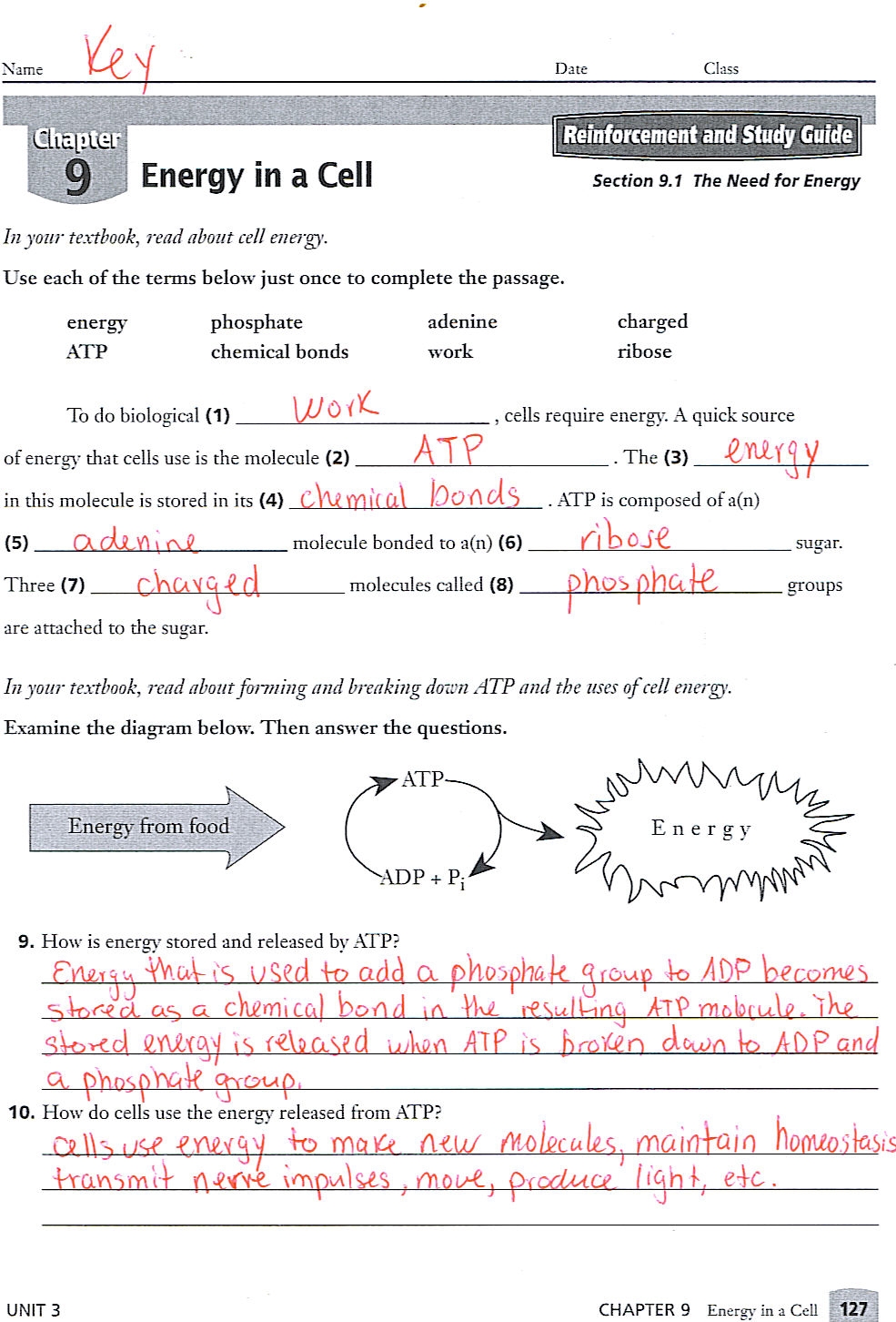 Interactive 9th Grade Biology Worksheet Engage Learn And Excel