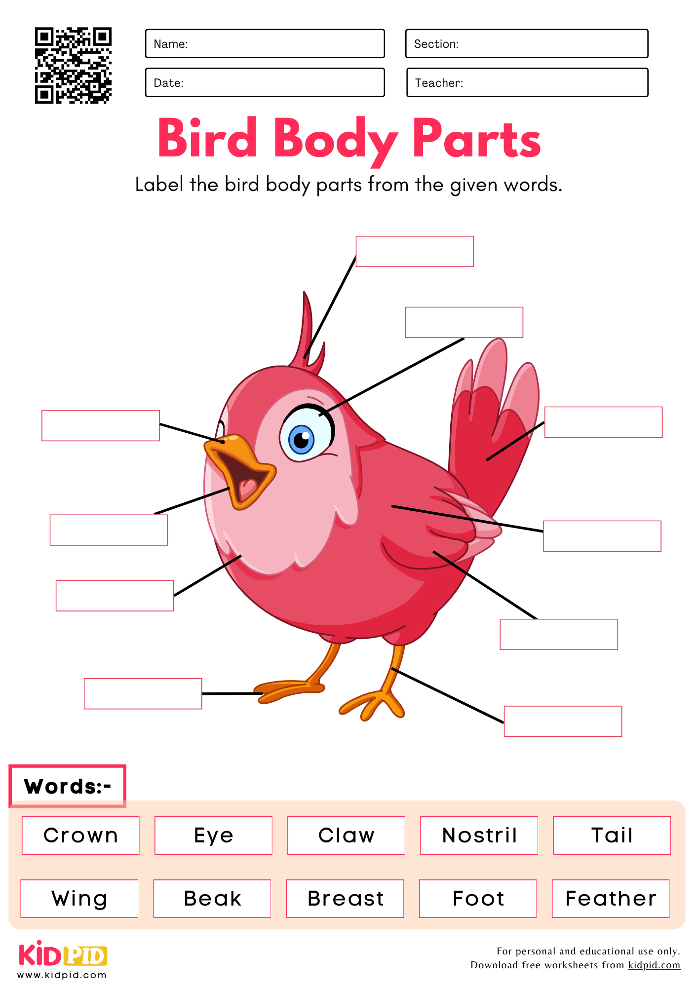 Label Bird Body Parts Worksheet Kidpid Label Bird Body Parts Worksheet Kidpid