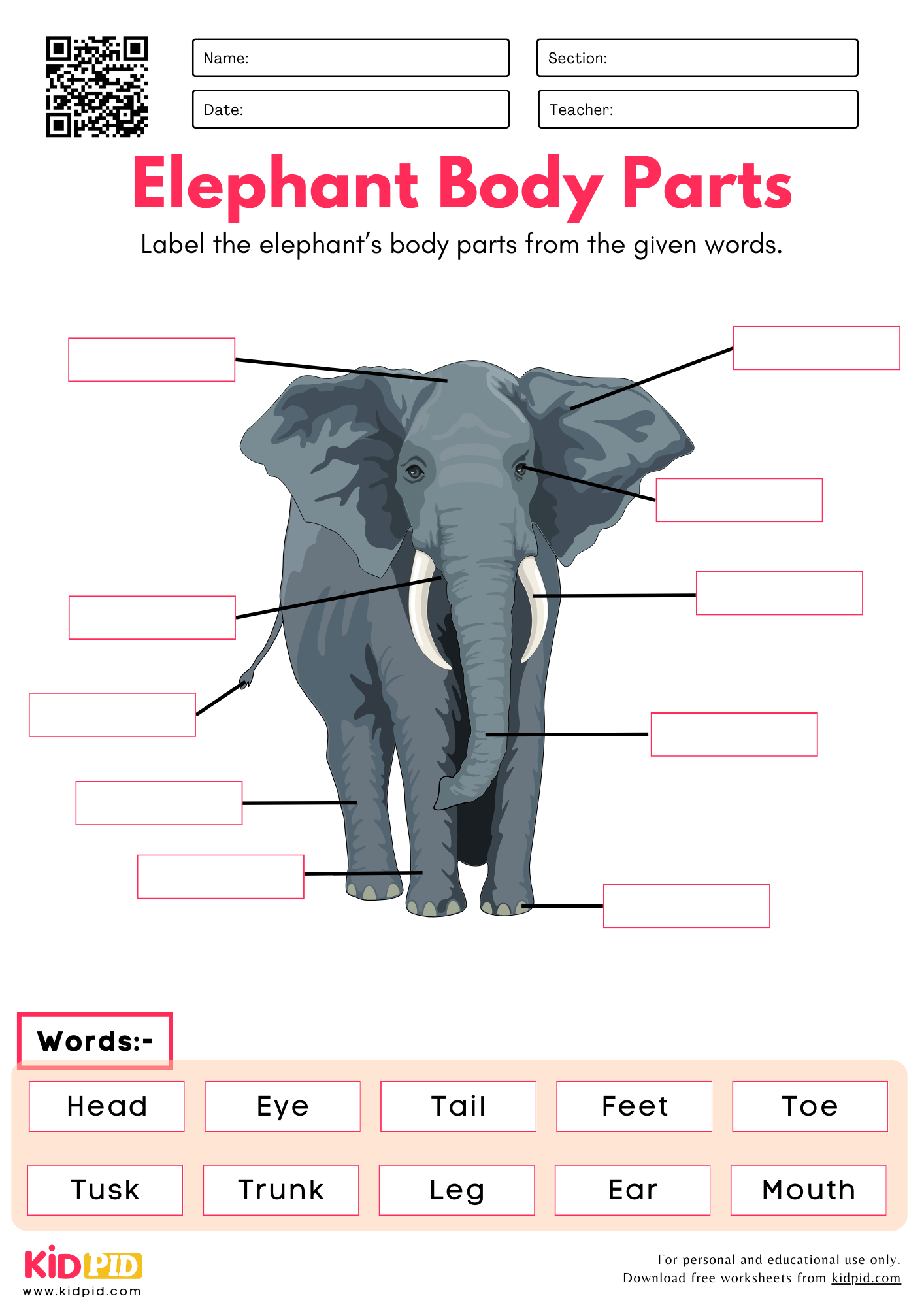 Label The Elephant Body Parts Worksheet Kidpid