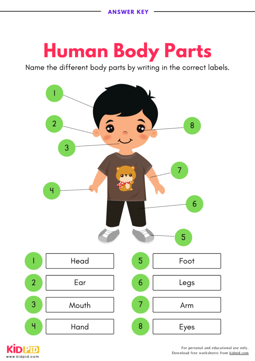 Label The Human Body Parts Worksheet Kidpid
