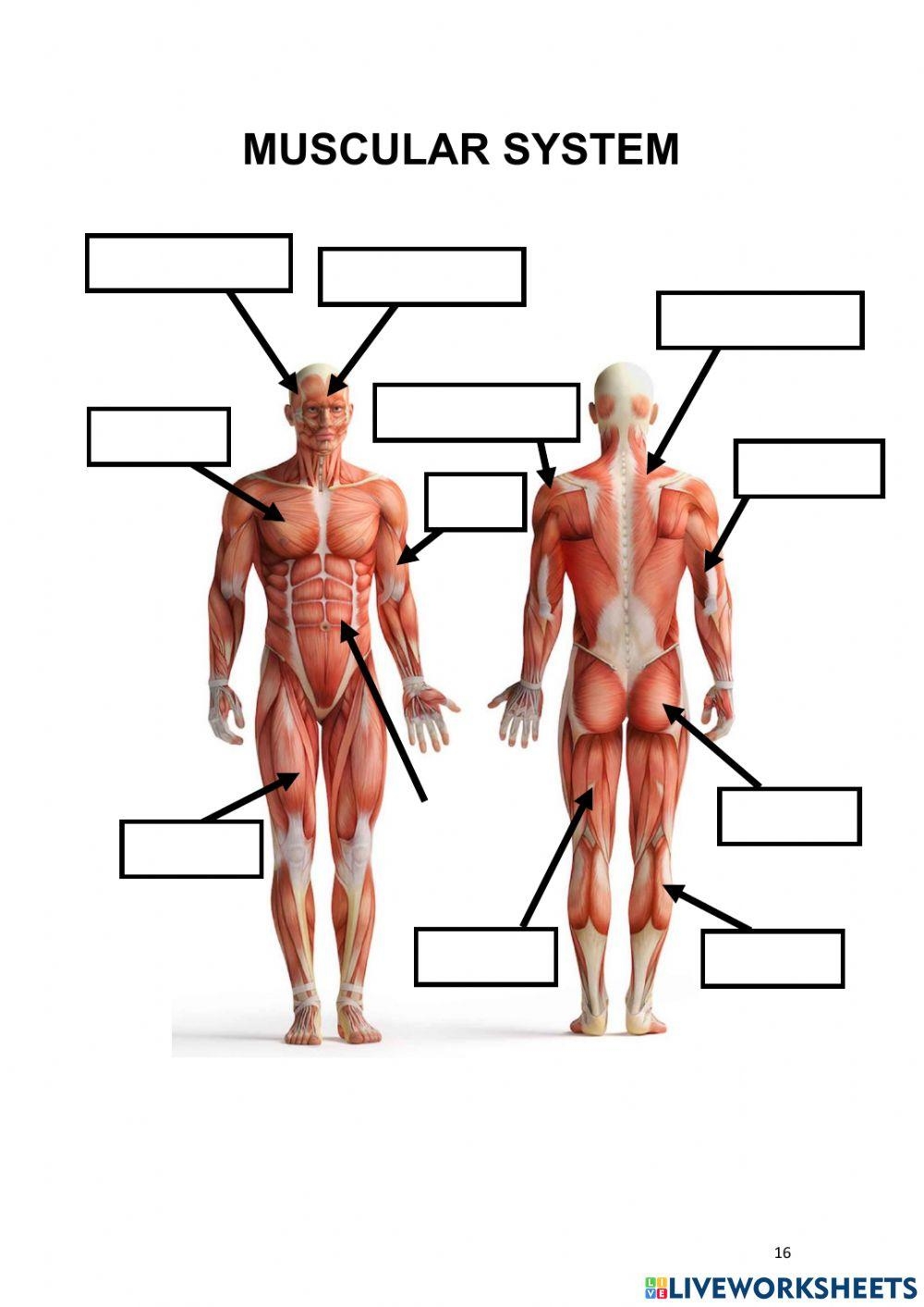 Label The Muscles Worksheet Live Worksheets Worksheets Library Label The Muscles Worksheet Live Worksheets Worksheets Library