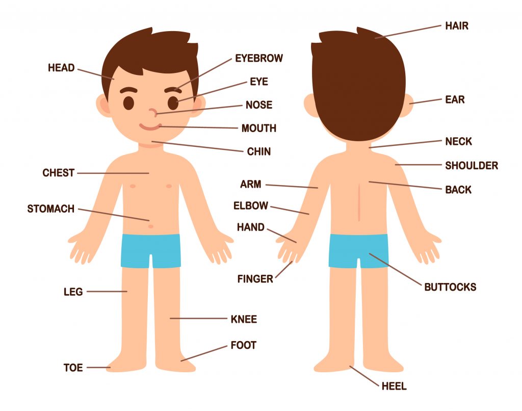 Printable Body Parts Pictures For Preschoolers Printable Body Parts Pictures For Preschoolers