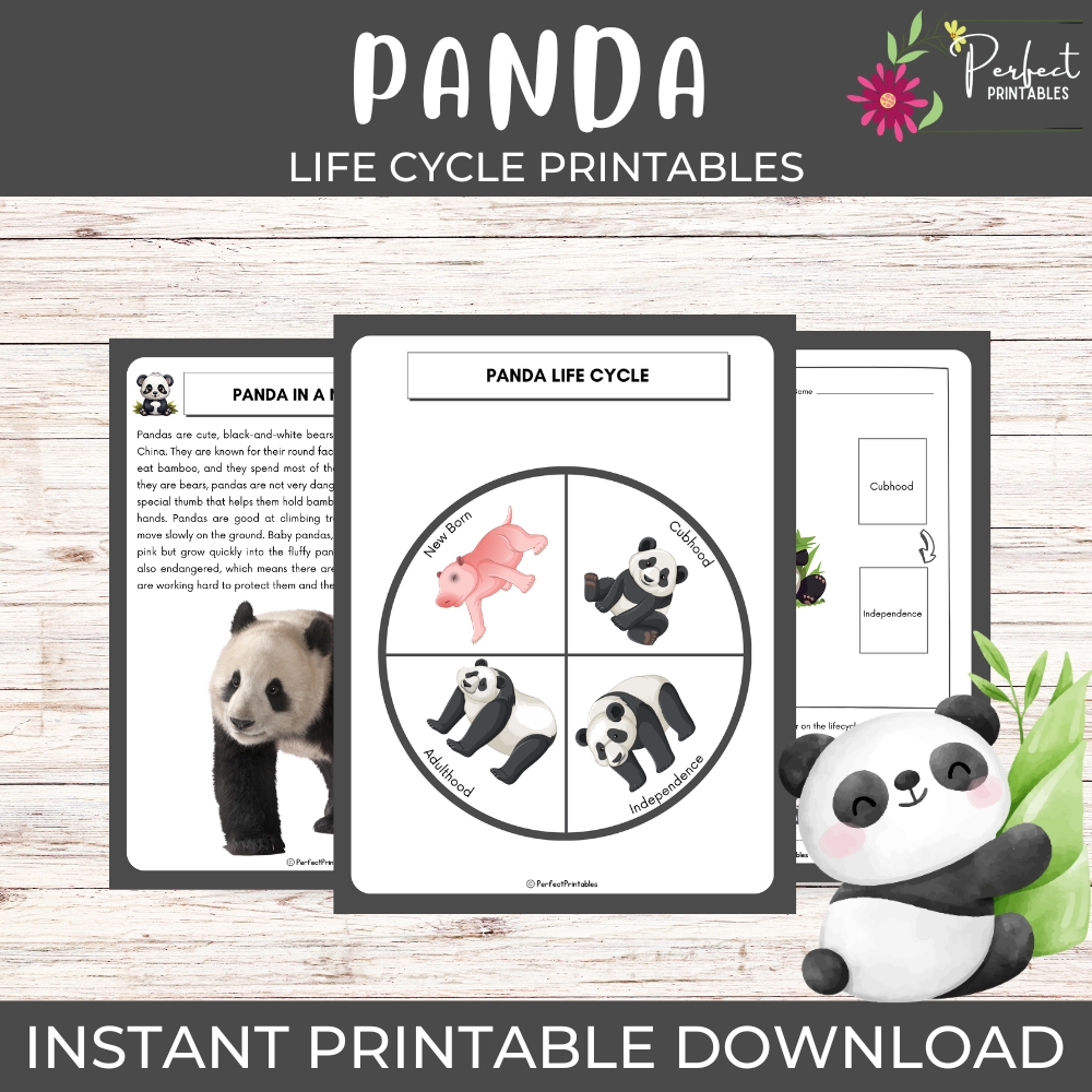 Life Cycle Of A Panda Worksheet Animal Science Unit Study Fun Fact By Teach Simple