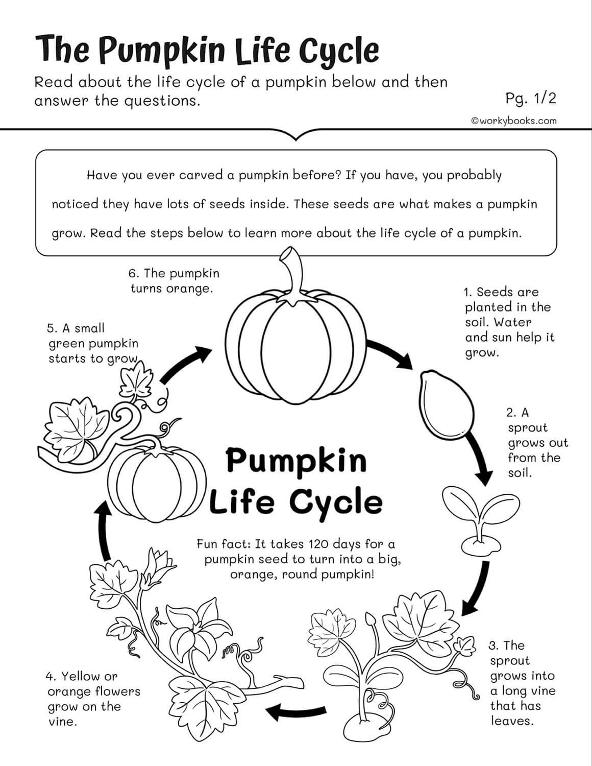 Animal Life Cycle Printable Worksheets