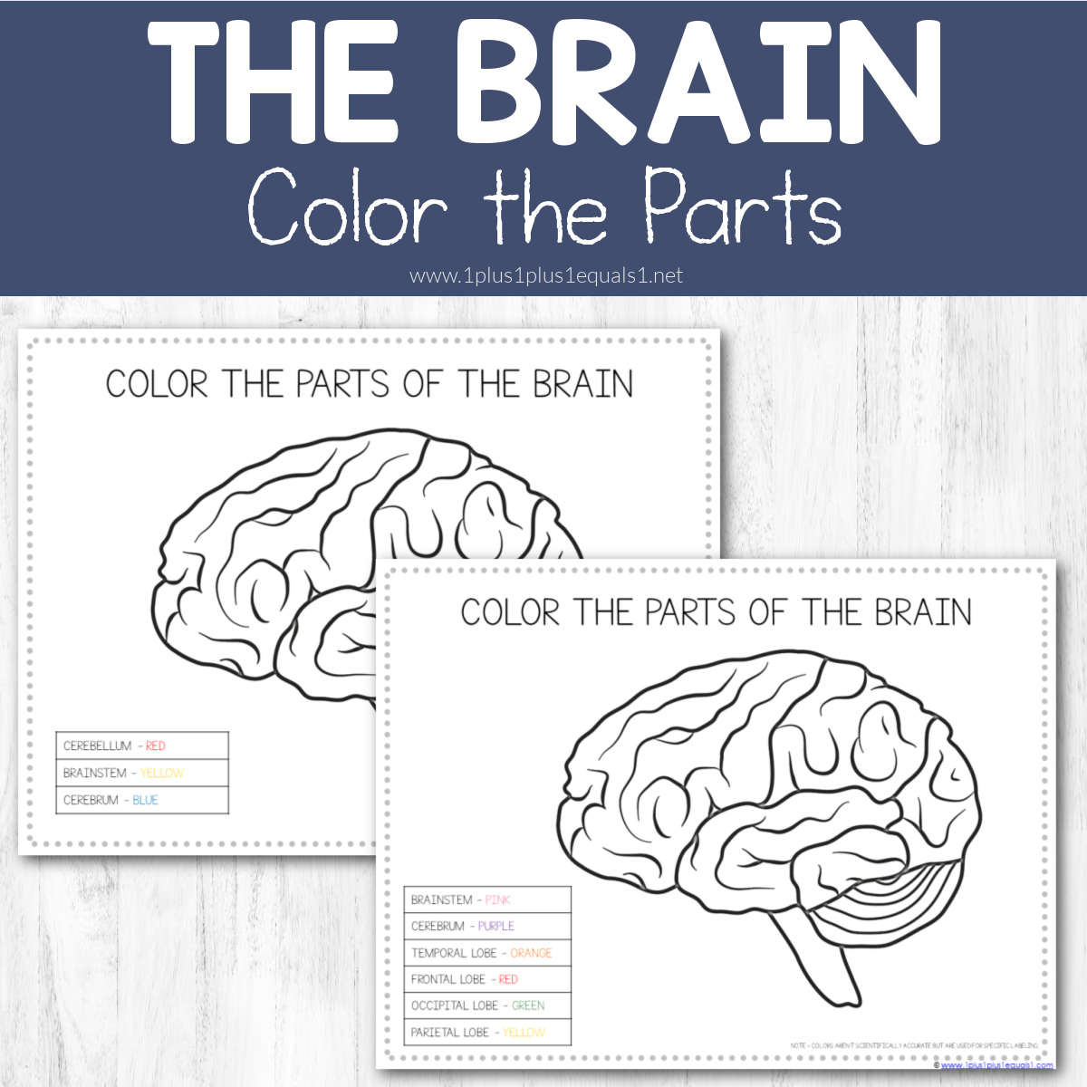 Life Science Printables Parts Of The Brain Worksheets 1 1 1u003d1