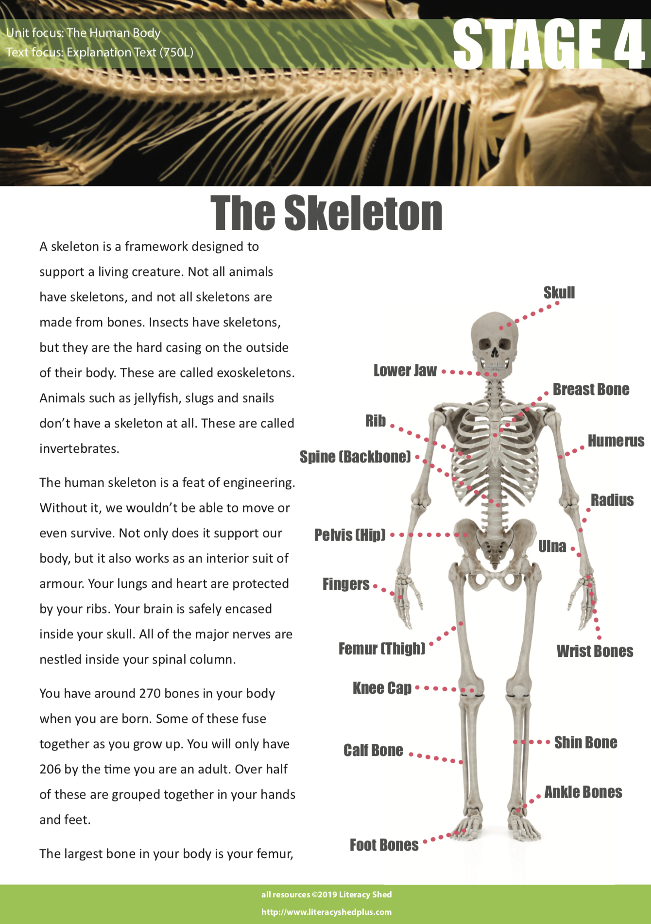 Skeletal System Reading Comprehension Worksheet Skeletal System Reading Comprehension Worksheet