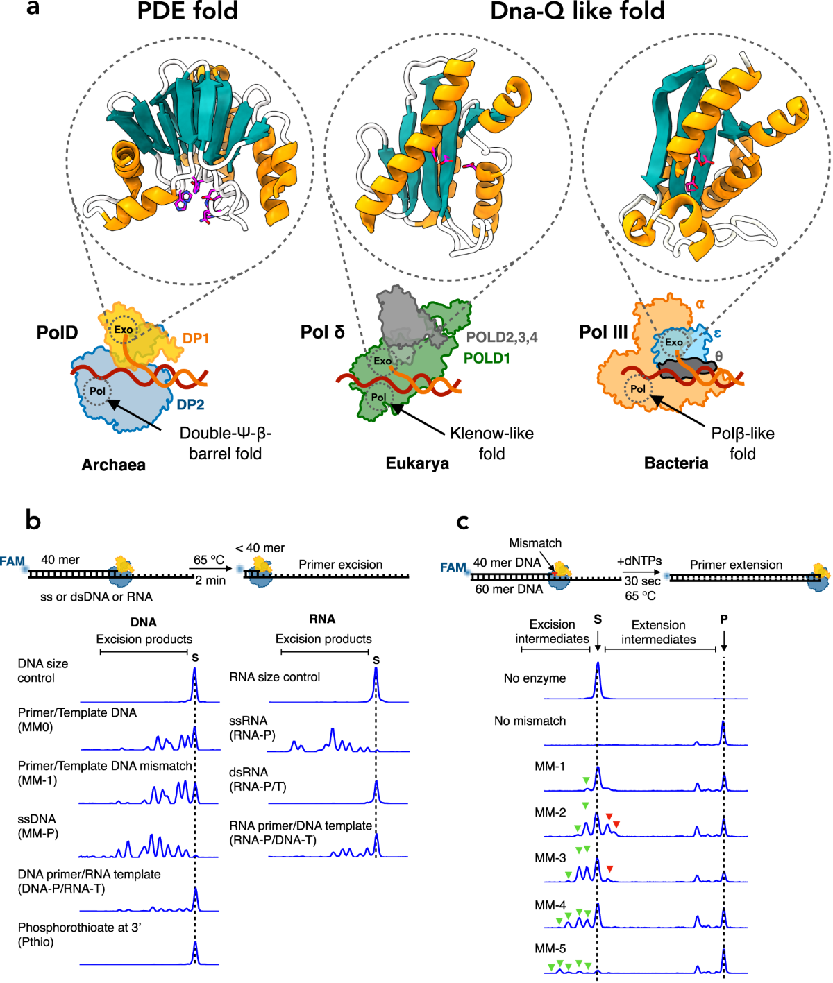 Molecular Basis For Proofreading By The Unique Exonuclease Domain Of Family D DNA Polymerases Nature Communications