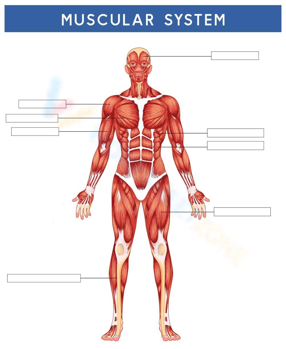 Muscular System Diagram Labeling Activity Worksheet Muscular System Diagram Labeling Activity Worksheet