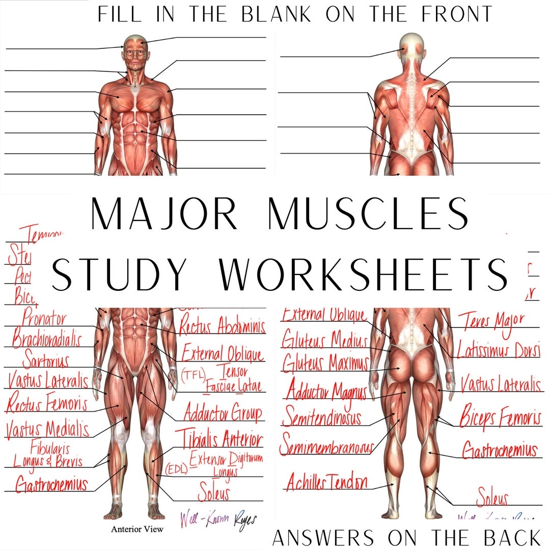 Muscular System Major Muscles Anatomy Physiology Study Worksheets Digital Download Anterior View Posterior View Etsy Muscular System Major Muscles Anatomy Physiology Study Worksheets Digital Download Anterior View Posterior View Etsy