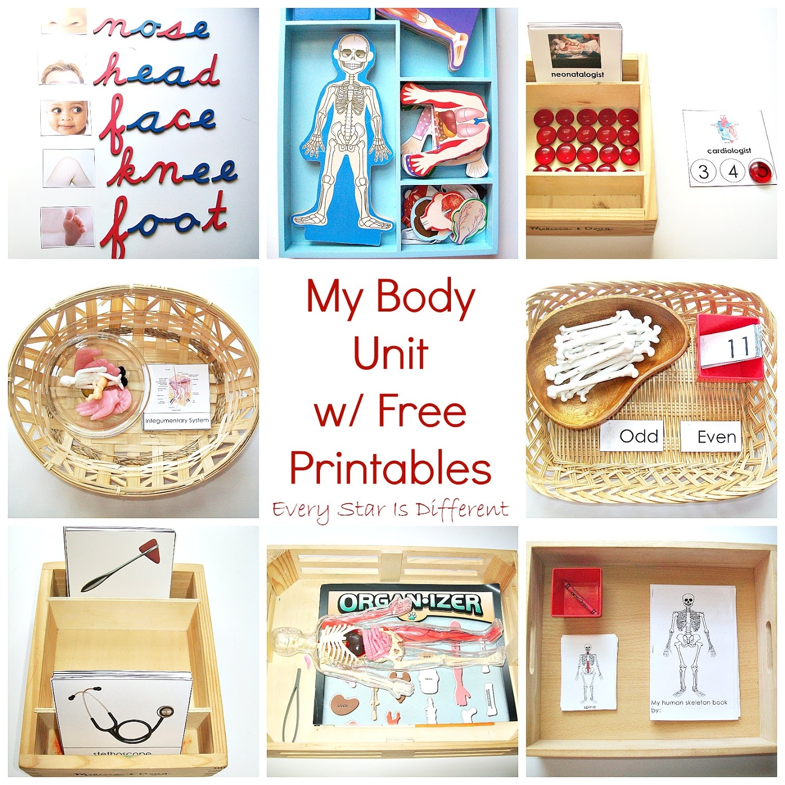 My Body Unit W Free Printables Every Star Is Different My Body Unit W Free Printables Every Star Is Different