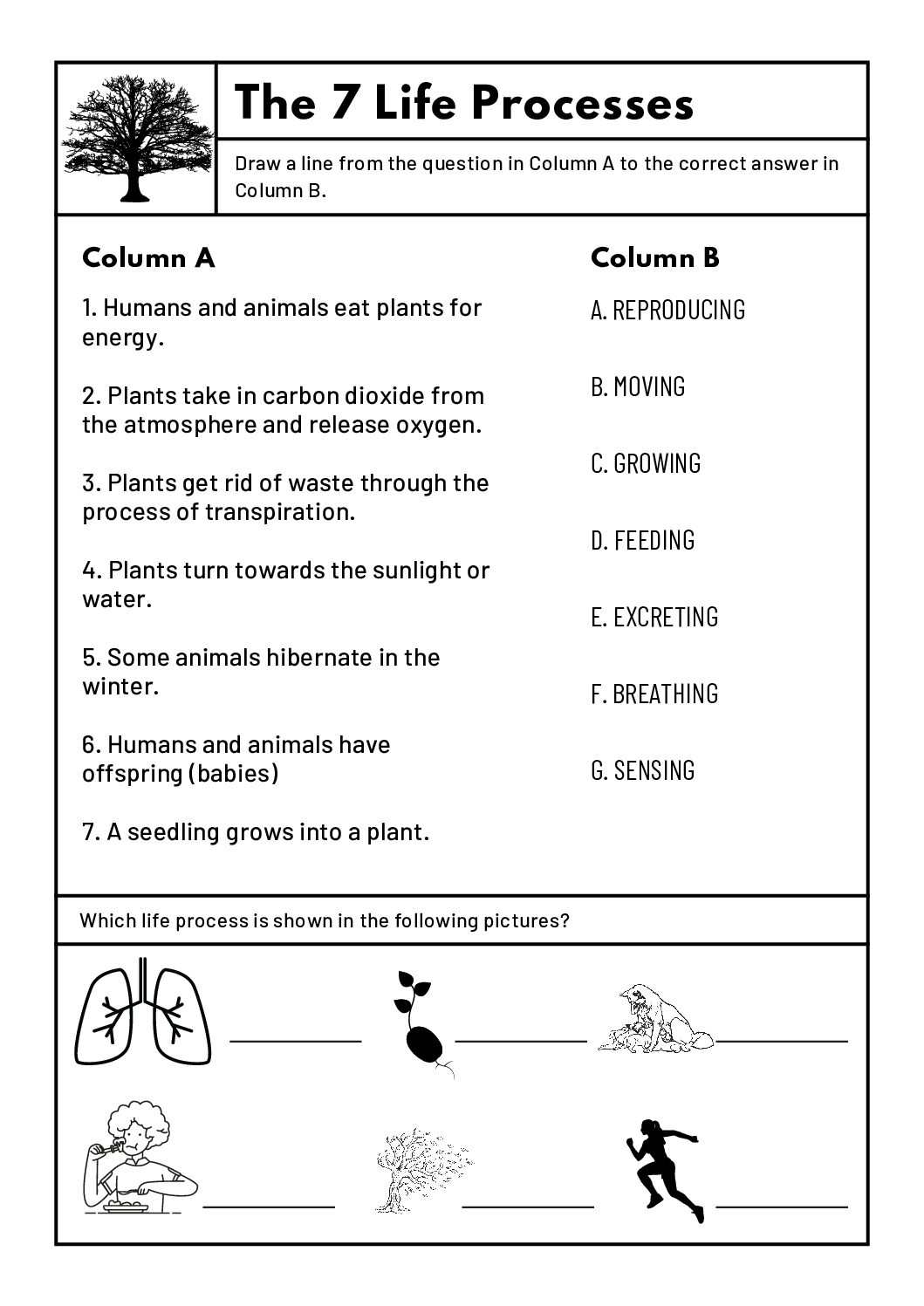 Free 5th Grade Life Science Worksheets Free 5th Grade Life Science Worksheets