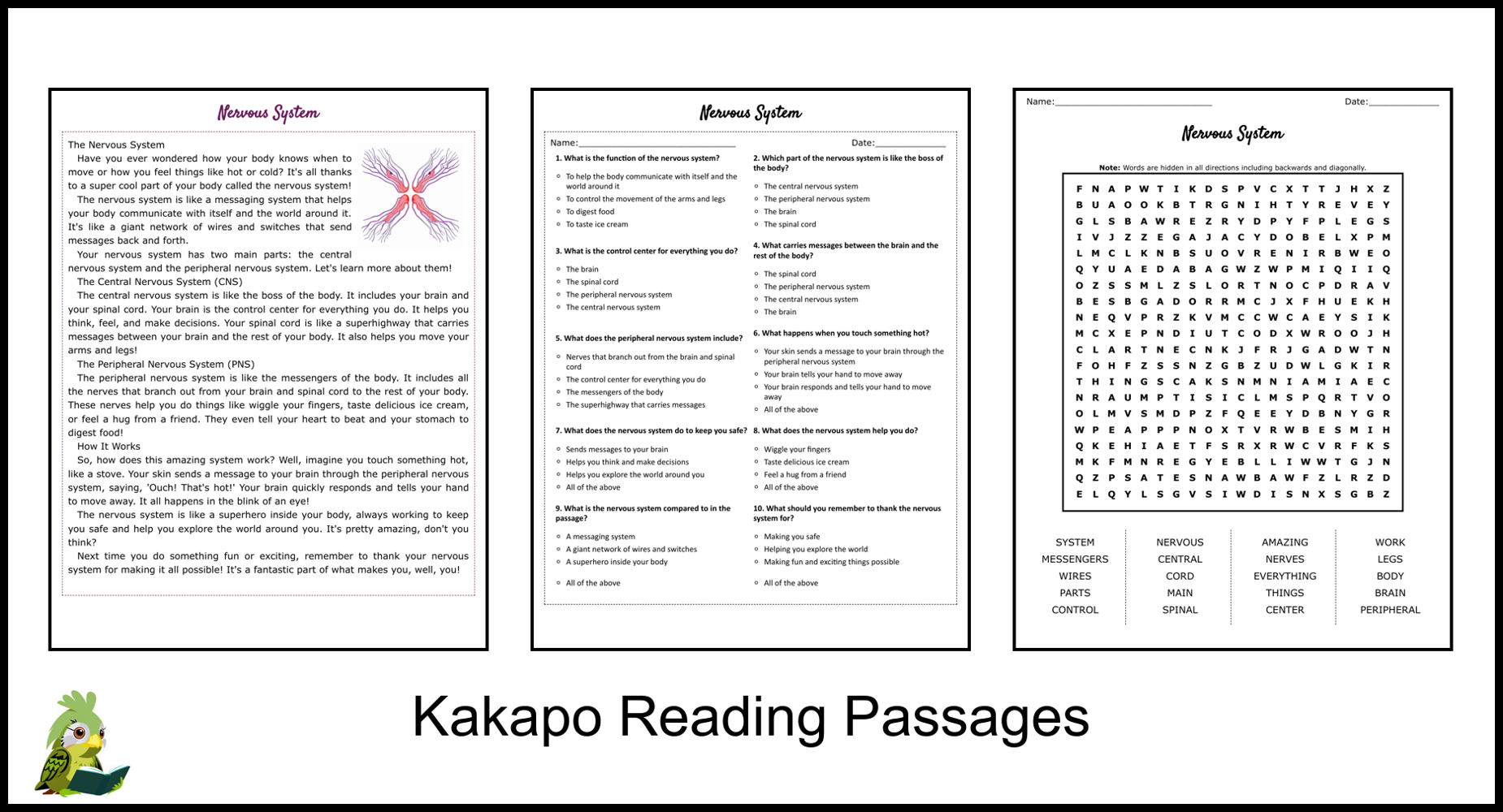 Nervous System Reading Comprehension And Word Search Teaching Resources