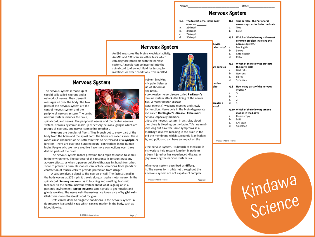 Nervous System Reading Comprehension Worksheet Pdf