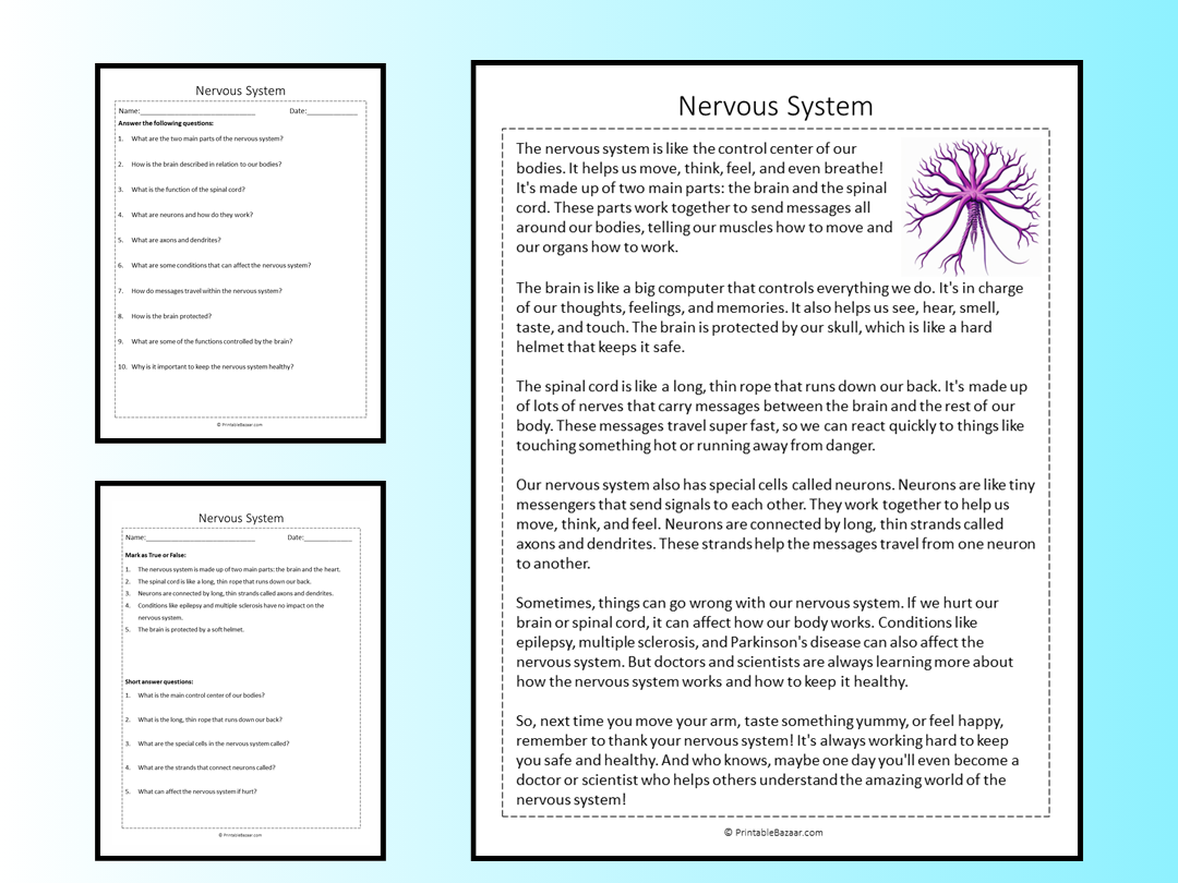 Nervous System Reading Comprehension Passage Printable Worksheet Teaching Resources