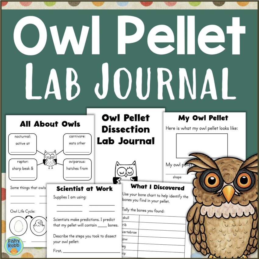 Owl Pellet Worksheet Etsy
