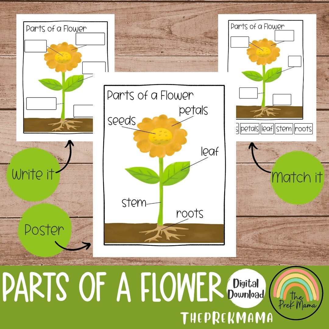 Parts Of A Flower Preschool Printable Parts Of A Flower Preschool Printable