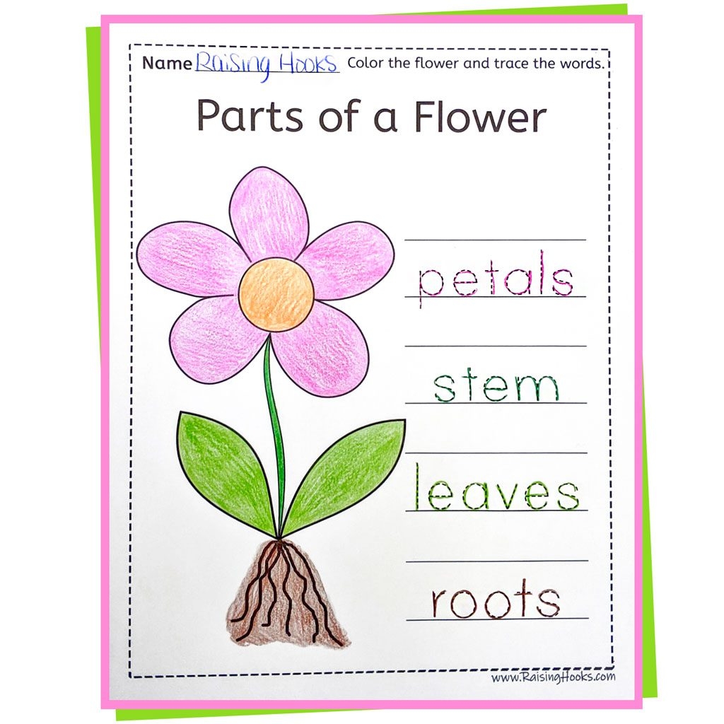 Parts Of A Flower Word Trace Raising Hooks Parts Of A Flower Word Trace Raising Hooks