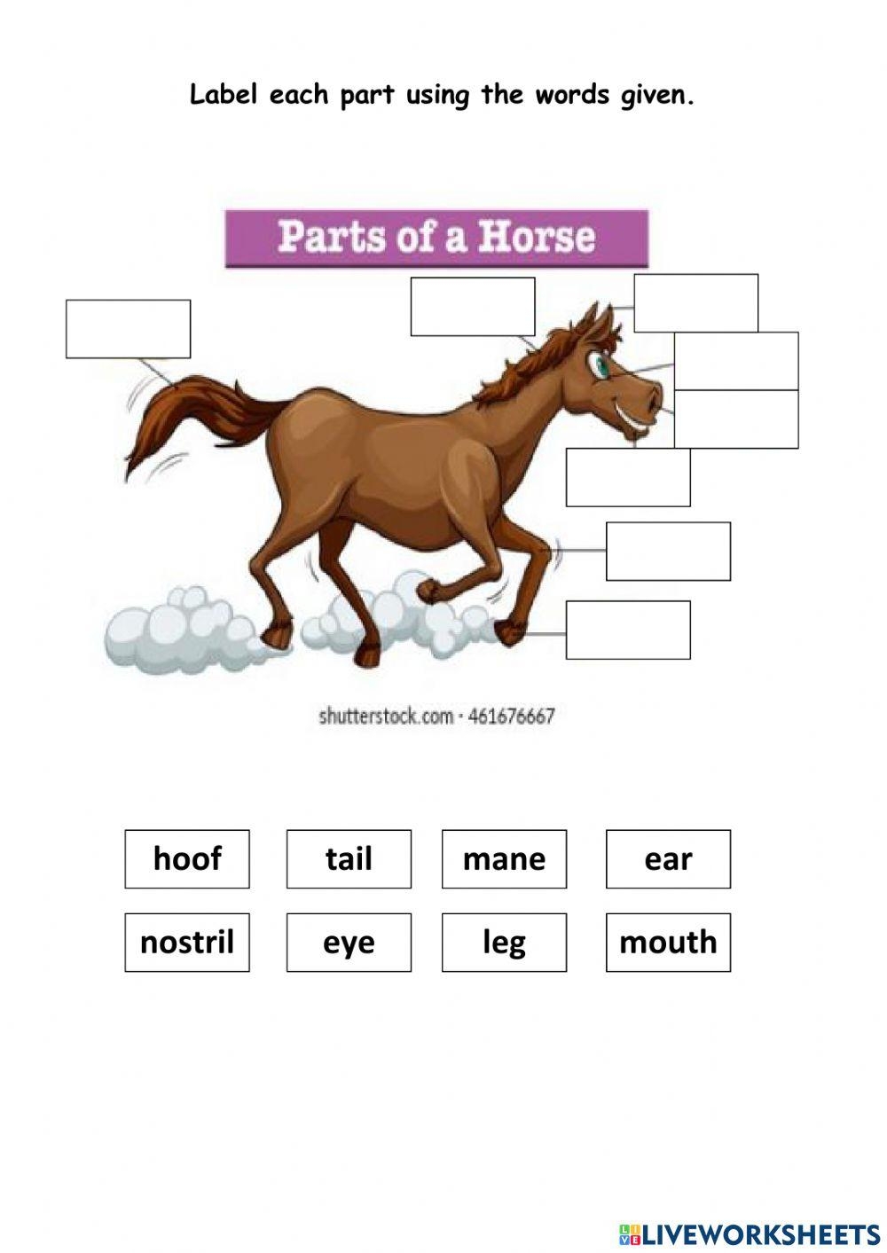 Parts Of A Horse Worksheet Live Worksheets Worksheets Library