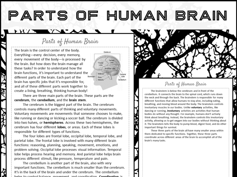 Parts Of Human Brain Reading Comprehension Passage And Questions 