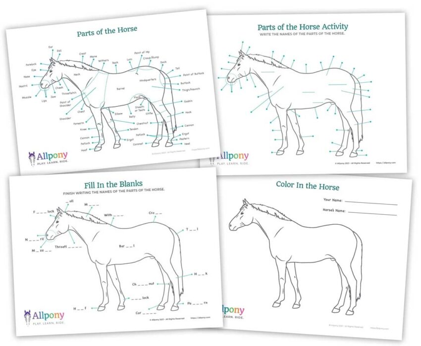 Parts Of The Horse Worksheet Downloadable Activity PDF Allpony By The U S Pony Clubs