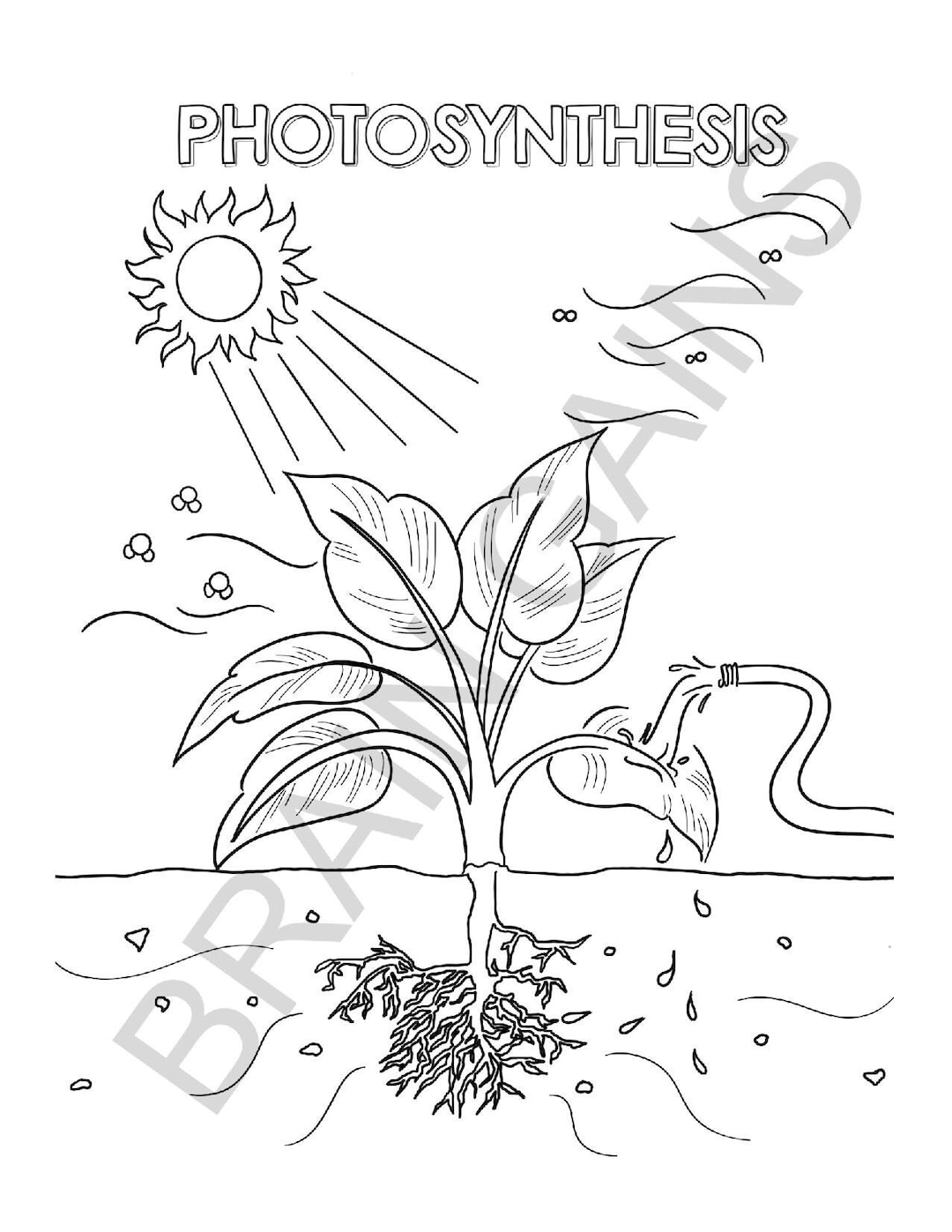 Photosynthesis Biology Science Kids Coloring Page Digital Download Printable PDF Etsy Photosynthesis Biology Science Kids Coloring Page Digital Download Printable PDF Etsy