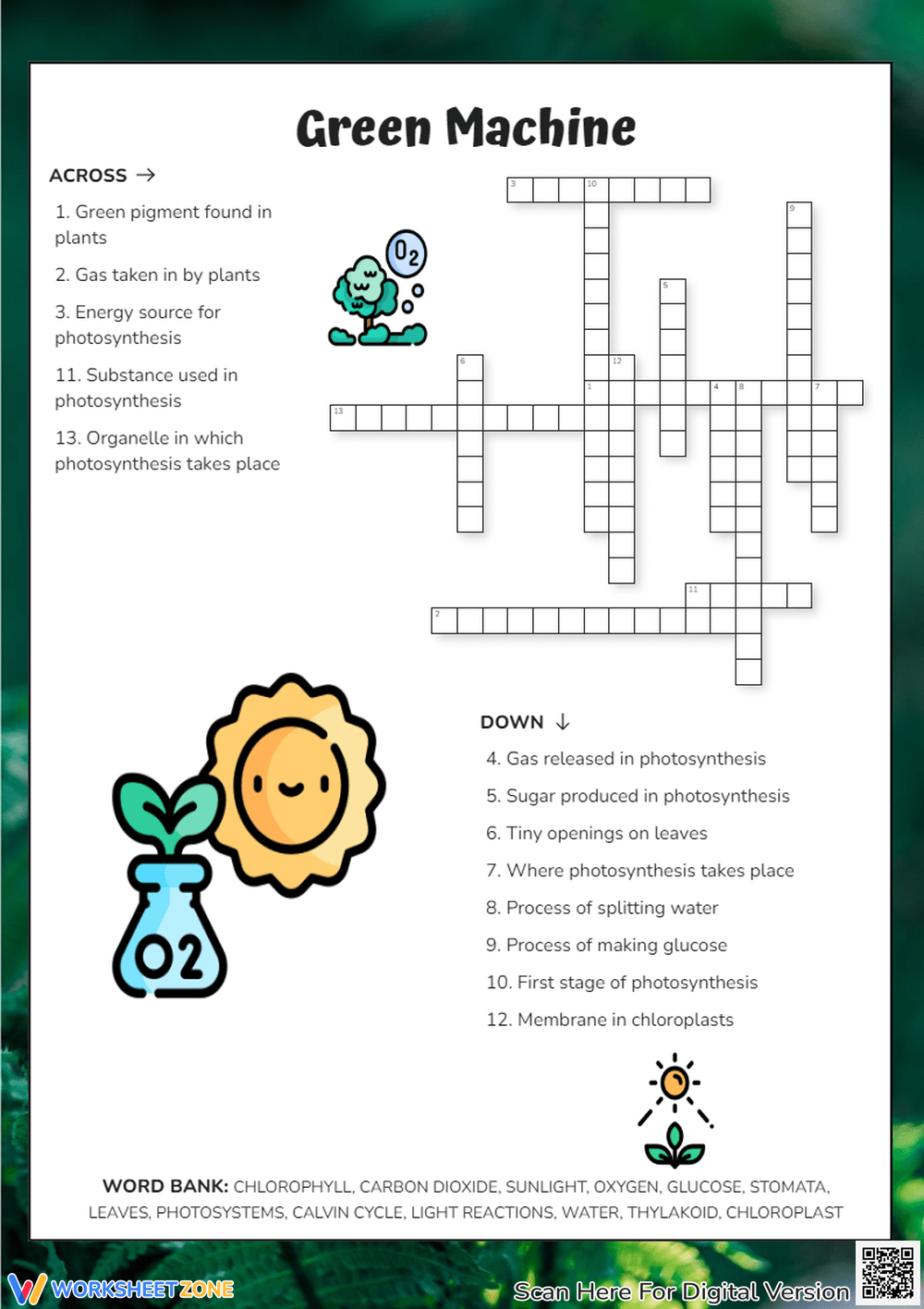 Photosynthesis Printable Worksheets Photosynthesis Printable Worksheets