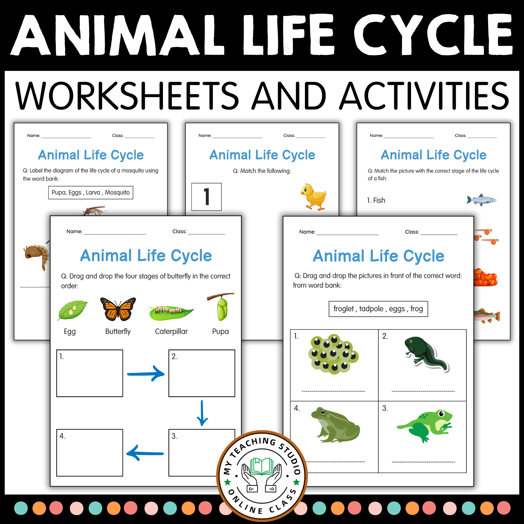 Printable Animals Life Cycle Activity Worksheets For Grade 1 2 3 Made By Teachers