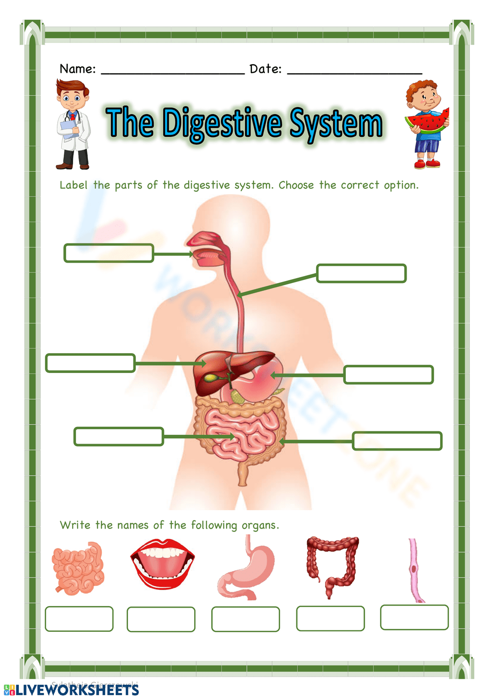 Printable Digestive System Worksheets Printable Digestive System Worksheets