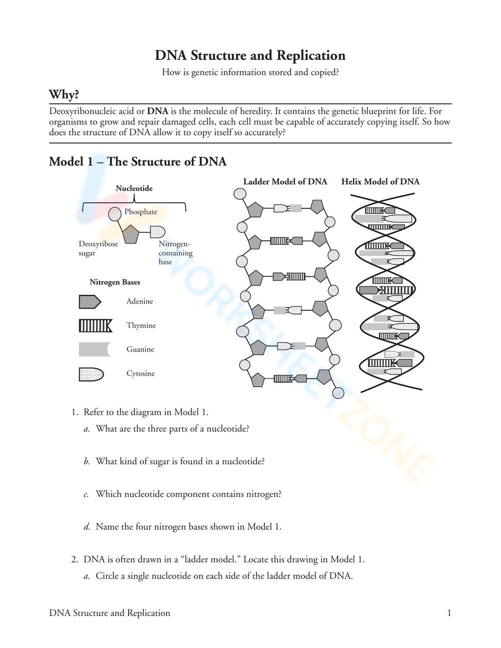 Printable Dna Structure And Replication Worksheets Printable Dna Structure And Replication Worksheets