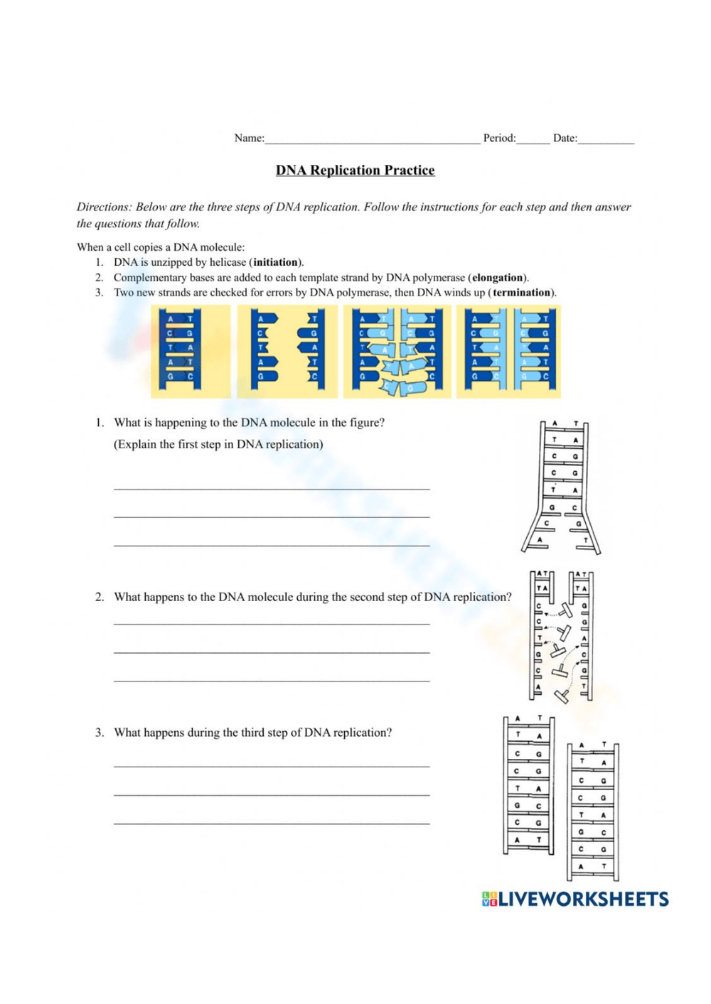 Printable Dna Structure And Replication Worksheets Printable Dna Structure And Replication Worksheets