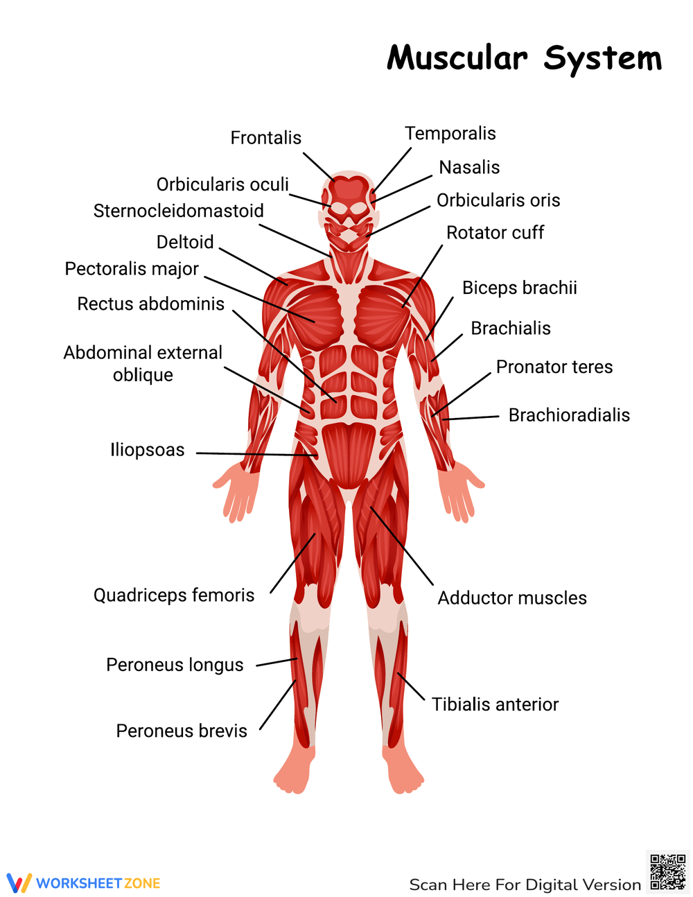 Printable Grade 5 Muscular System Worksheets Download
