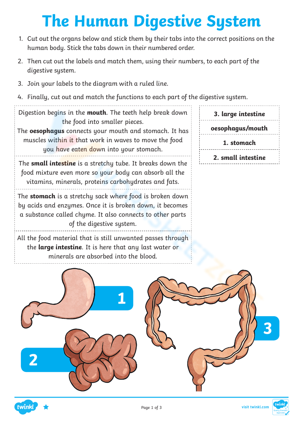 Printable Grade 7 Digestive System Worksheets Download Printable Grade 7 Digestive System Worksheets Download