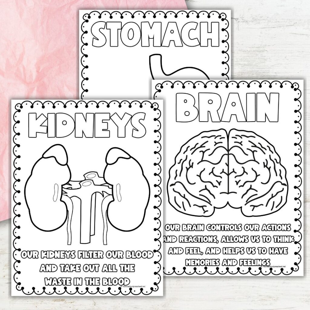 Printable Human Body Worksheets For Kindergarten Printable Human Body Worksheets For Kindergarten