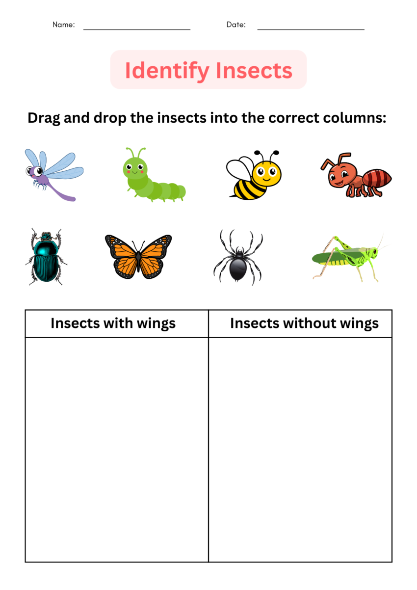 Printable Insects Worksheet For Kindergarten Identify And Matching For Grade 1 Made By Teachers