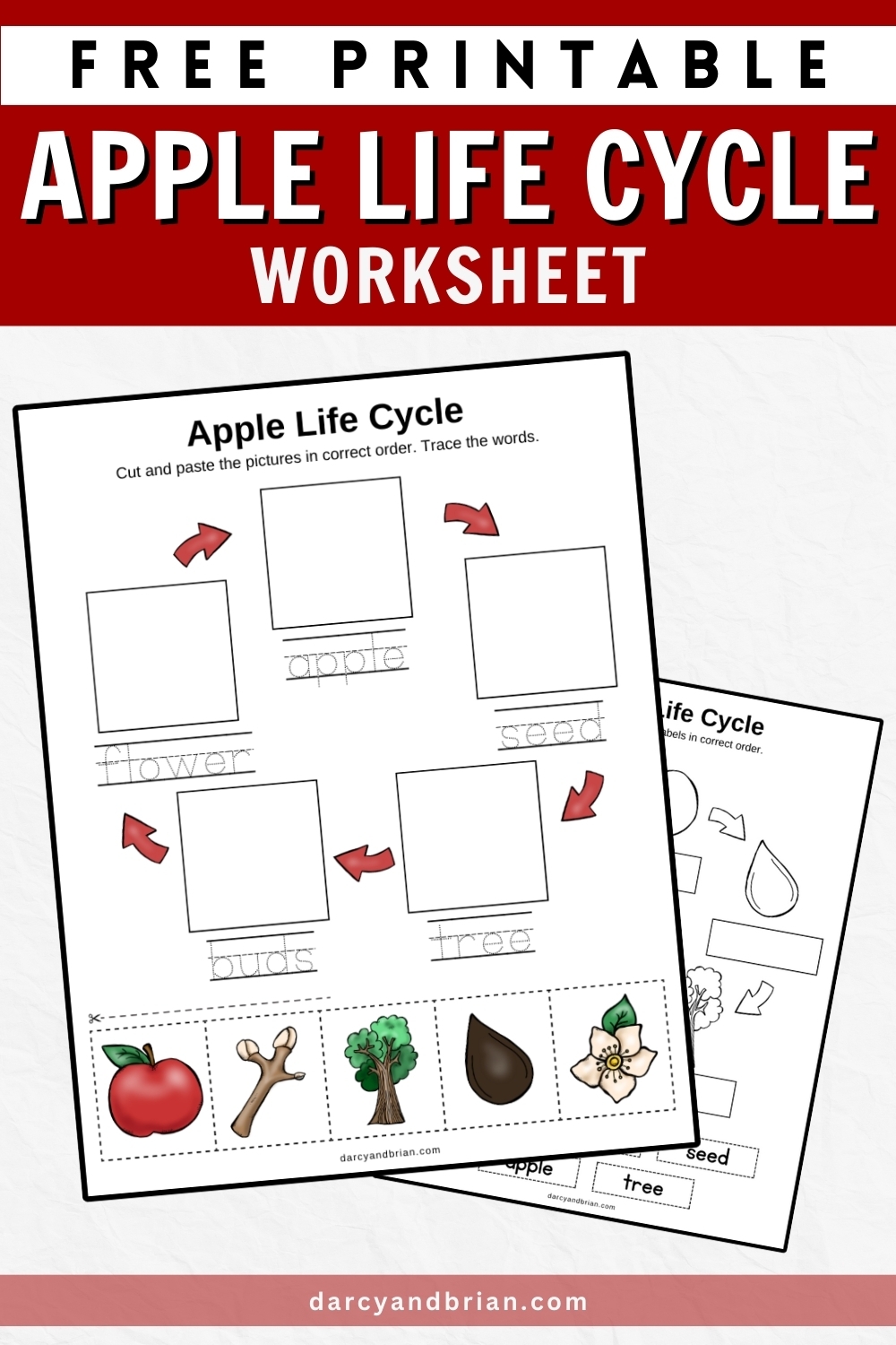Printable Life Cycle Of An Apple Worksheet Printable Life Cycle Of An Apple Worksheet