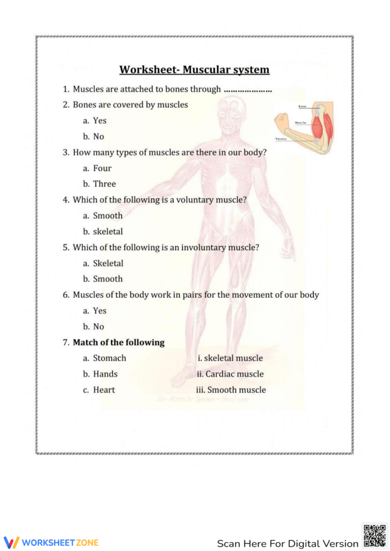Printable Muscular System Worksheets
