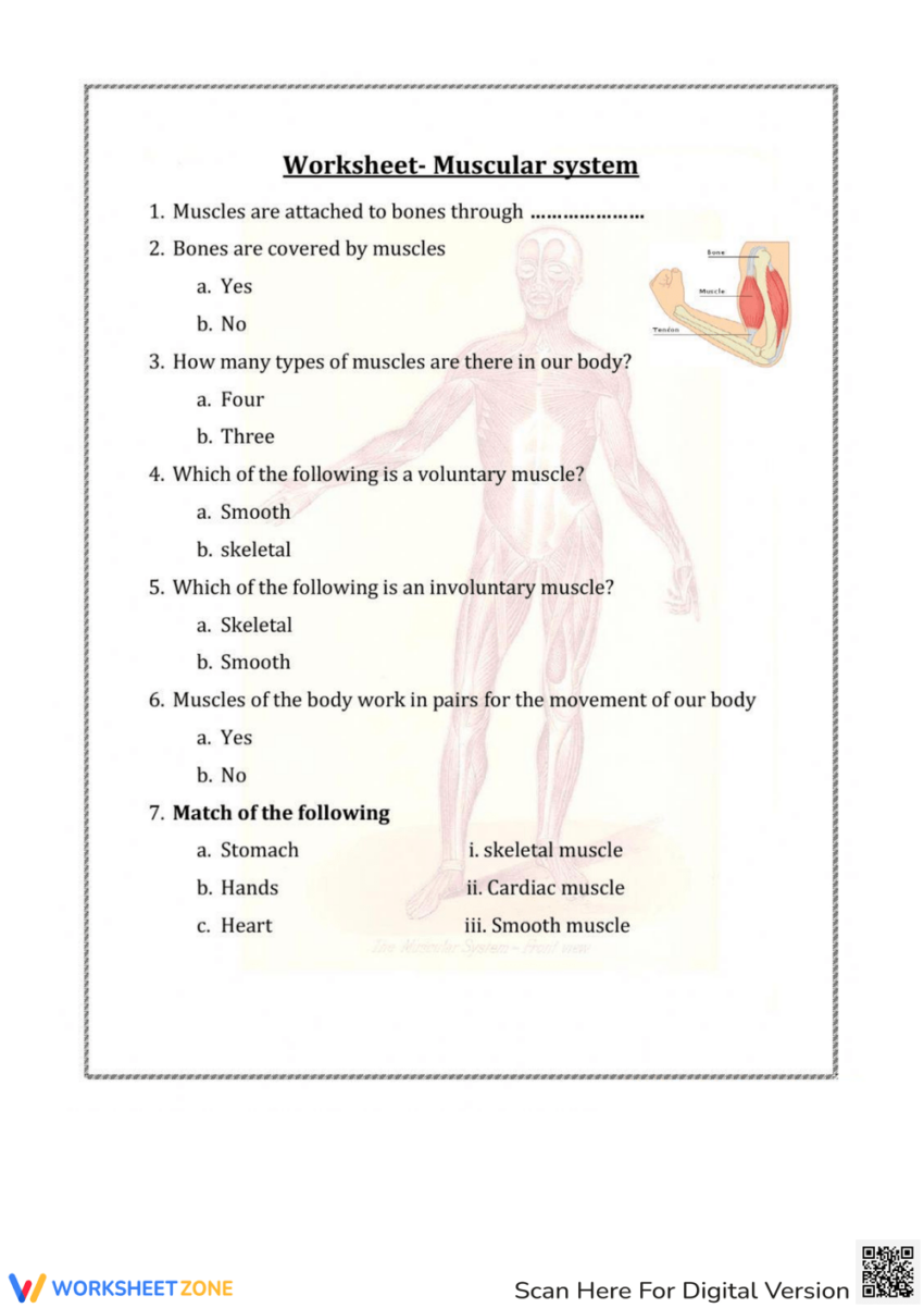 Printable Muscular System Worksheets