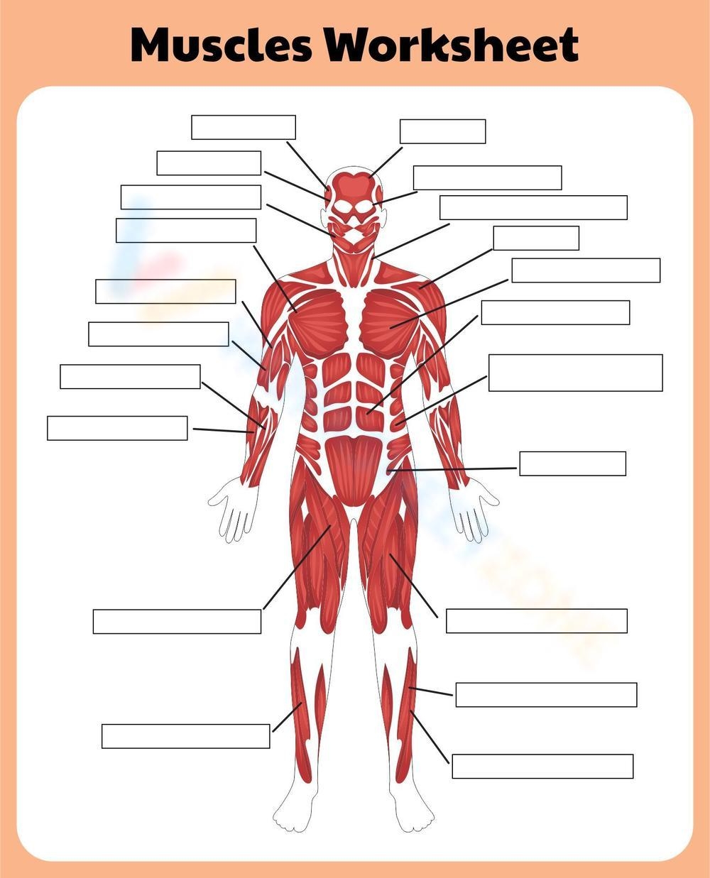 Printable Muscular System Worksheets