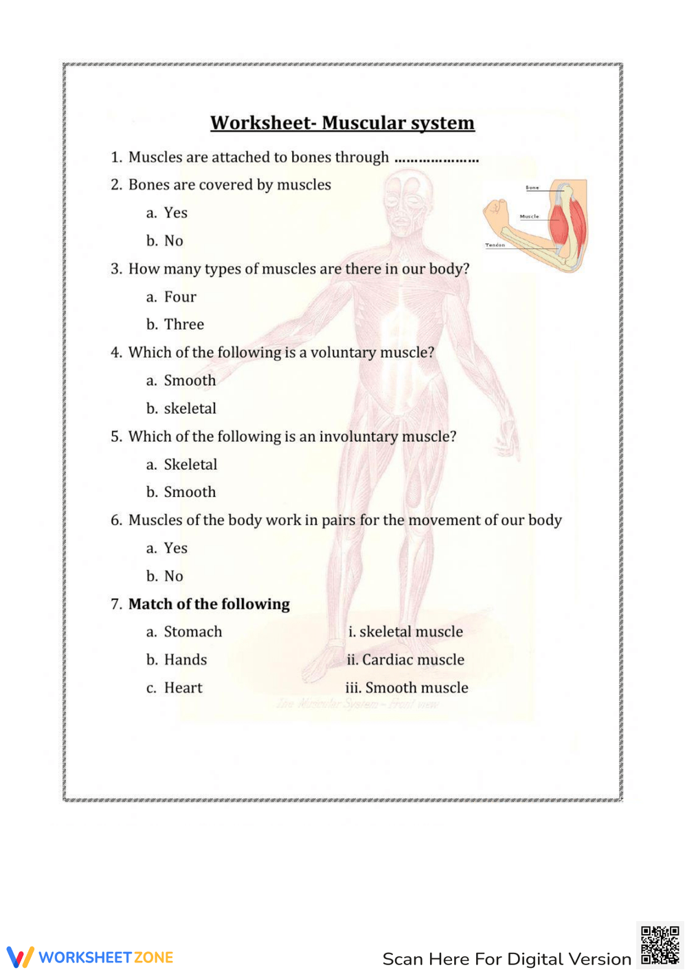 Printable Muscular System Worksheets