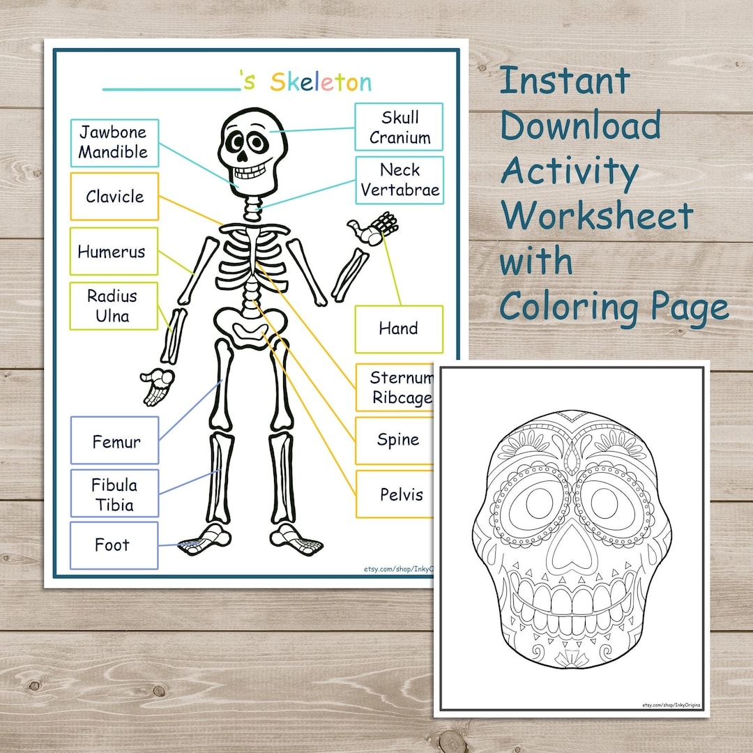 Printable Skeleton Activity Pack Coloring Page Kids Learning Science Homeschool Learning Instant Download Etsy UK Printable Skeleton Activity Pack Coloring Page Kids Learning Science Homeschool Learning Instant Download Etsy UK