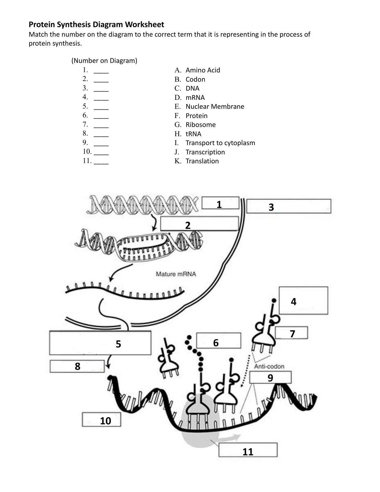 Protein Synthesis Diagram Worksheet Protein Synthesis Diagram Worksheet