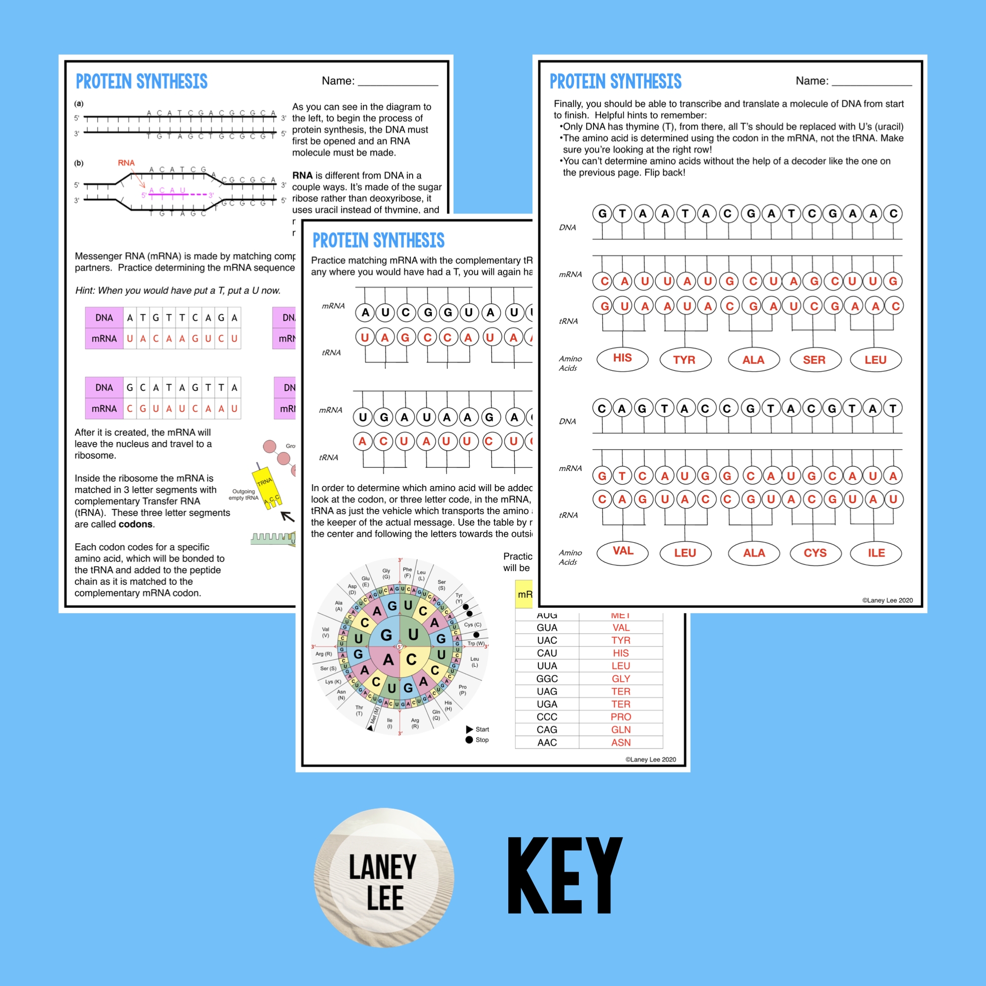 Protein Synthesis Guided Practice Worksheet PDF Digital Protein Synthesis Guided Practice Worksheet PDF Digital