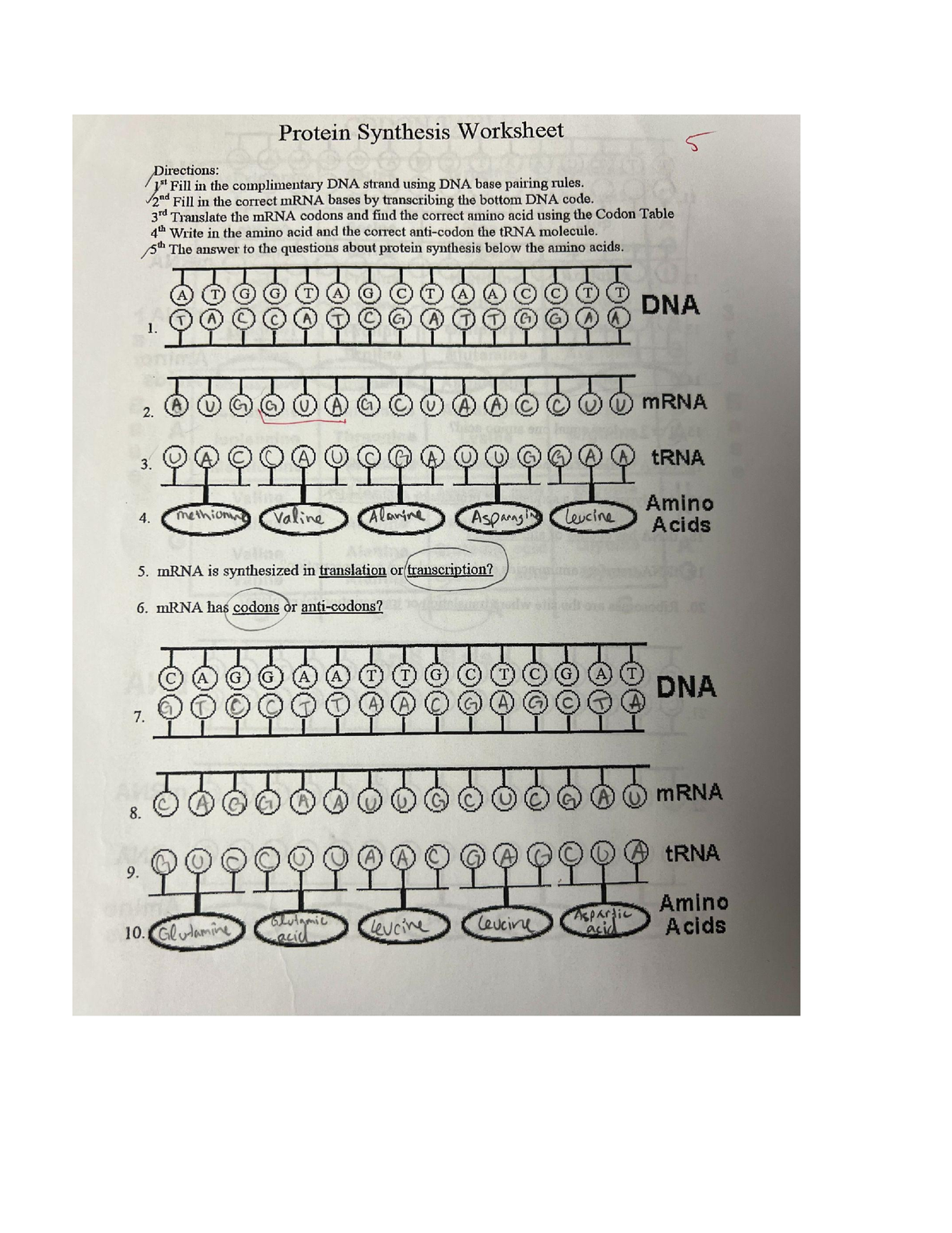 Protein Synthesis Worksheet BIO 1150 Studocu Worksheets Library Protein Synthesis Worksheet BIO 1150 Studocu Worksheets Library
