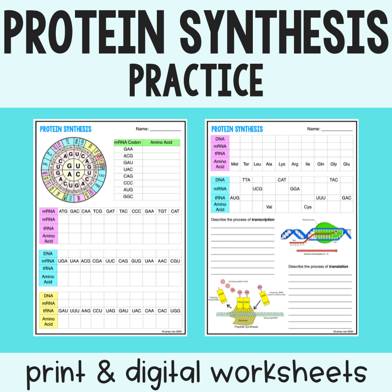 Protein Synthesis Worksheet Transcription Translation