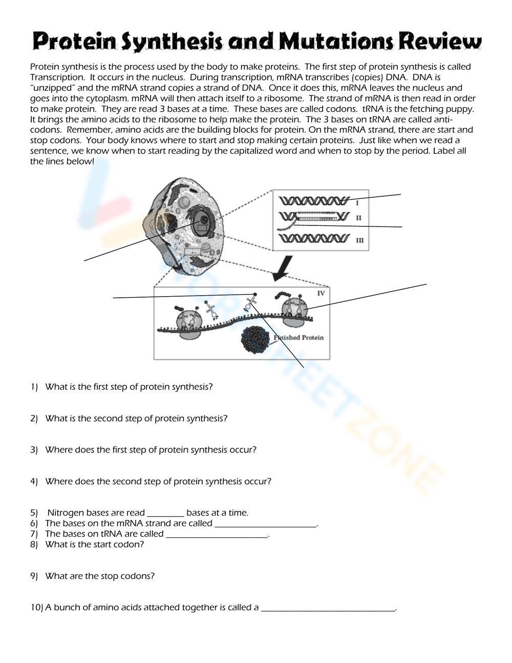 Protein Synthesis Worksheets 2025