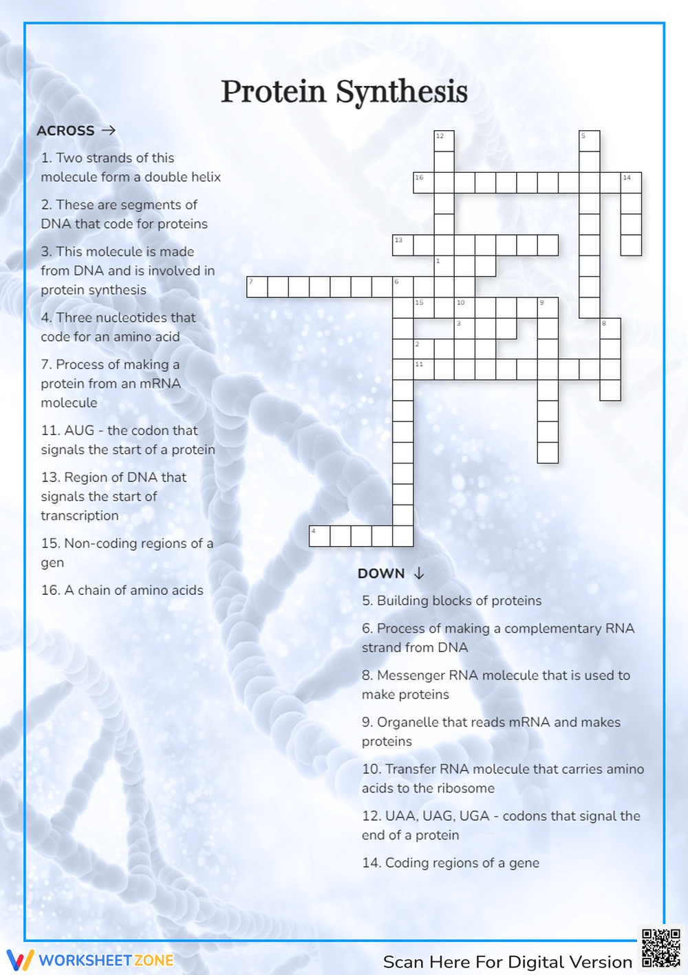 Protein Synthesis Worksheets 2025